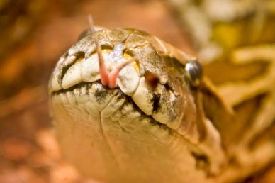 wild nature backdrop picture dynamic snake closeup