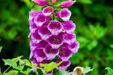 wild nature backdrop picture elegant blooming foxglove flowers leaves