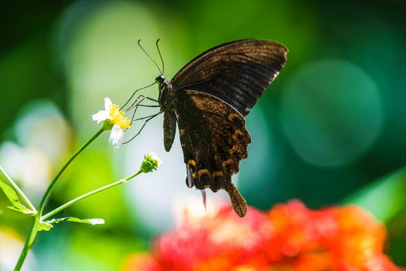 wild nature backdrop picture elegant butterfly perching flower 