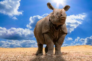 wild nature backdrop picture elegant rhino cloudy sky scene