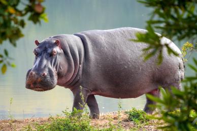 wild nature backdrop picture hippo leaves scene