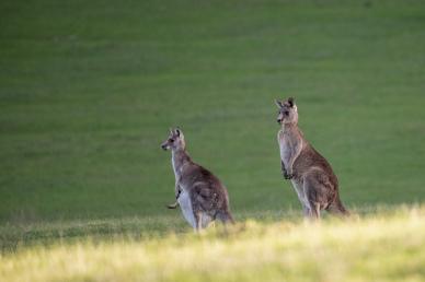 wild nature backdrop picture kangaroo herd meadow scene