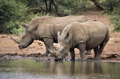 wild nature backdrop picture rhino drinking water