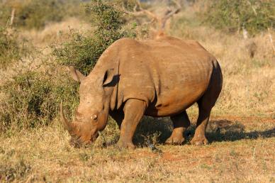 wild nature backdrop picture rhino grazing grass scene