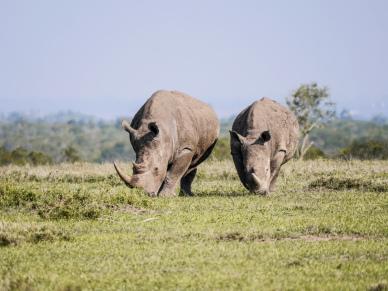 wild nature backdrop picture rhinos meadow scene