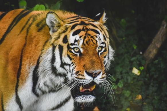 wild nature picture aggressive tiger face