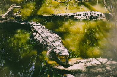 wild nature picture alligators pond scene