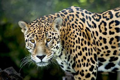 wild nature picture backdrop realistic jaguar animal 