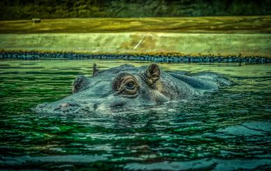 wild nature picture bathing hippo scene