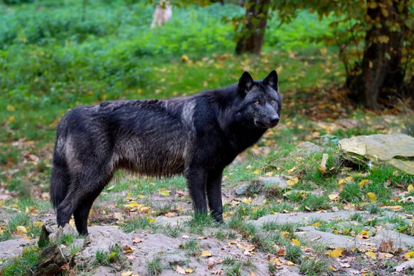 wild nature picture black wolf natural forest