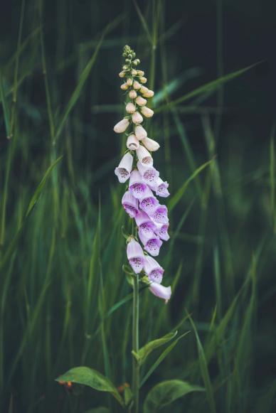 wild nature picture blooming Foxglove flowers grass closeup