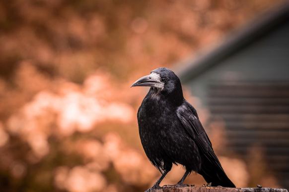 wild nature picture blurred dark perching crow scene 