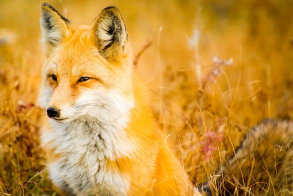 wild nature picture bright cute fox closeup 