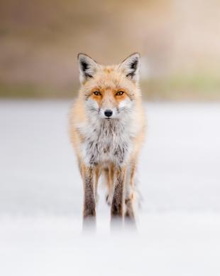 wild nature picture bright fox looking scene