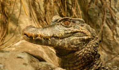wild nature picture classical realistic crocodile face closeup