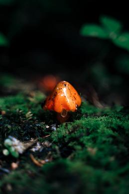 wild nature picture closeup contrast poison mushroom 
