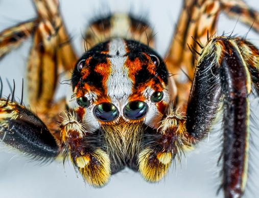 wild nature picture closeup frightening spider 