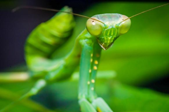 wild nature picture closeup mantis on leaf