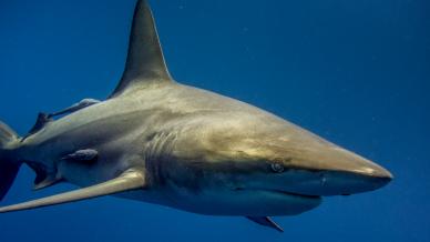 wild nature picture closeup shark scene