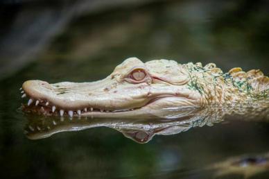 wild nature picture closeup vitiligo crocodile face