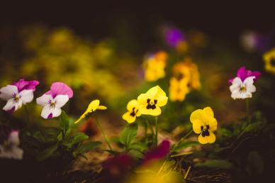 wild nature picture contrast blooming pansy flowers scene
