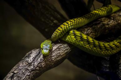 wild nature picture contrast crawling snake scene