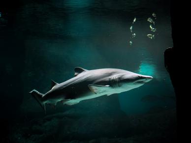 wild nature picture contrast swimming shark scene