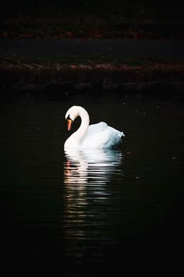 wild nature picture contrast swimming swan night time