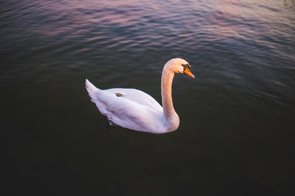 wild nature picture contrast swimming swan scene 