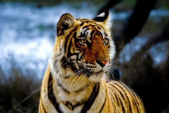 wild nature picture contrast tiger face closeup 