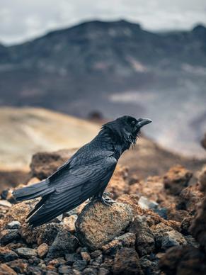 wild nature picture cperching crow rocks scene