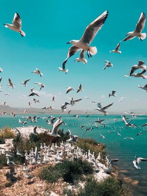 wild nature picture crowded seagull flock beach scene 