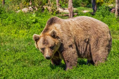 wild nature picture cute brown bear  