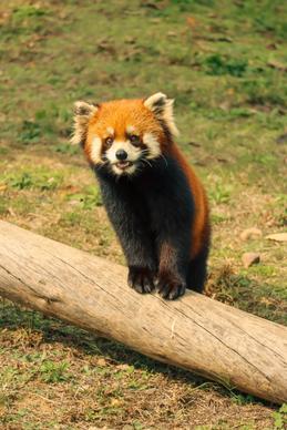 wild nature picture cute closeup red panda 