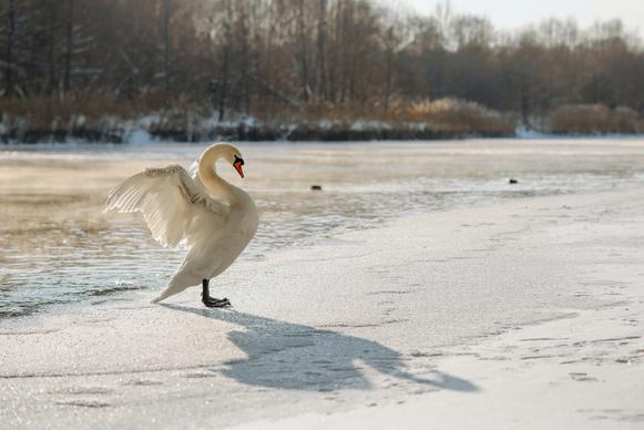 wild nature picture cute dynamic swan