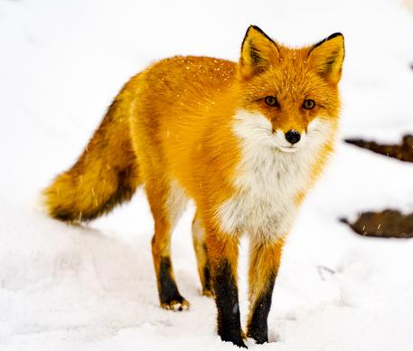 wild nature picture cute fox bright snow land