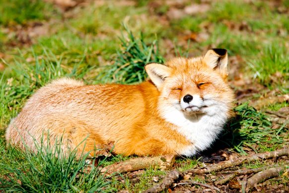 wild nature picture cute fox sunbathing 