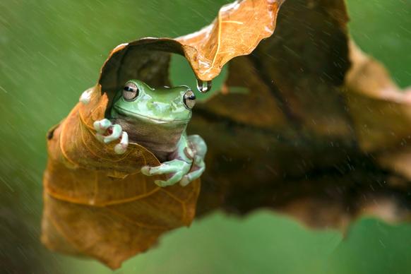 wild nature picture cute frog hiding leaf closeup
