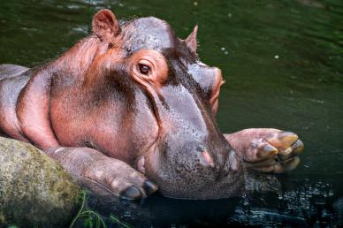 wild nature picture cute hippo animal 