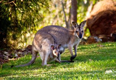 wild nature picture cute kangaroo wallabies  