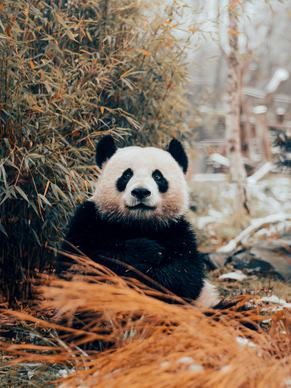 wild nature picture cute panda