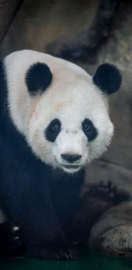 wild nature picture cute panda contrast closeup