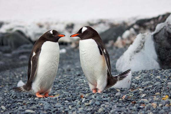 wild nature picture cute pencuin couple 