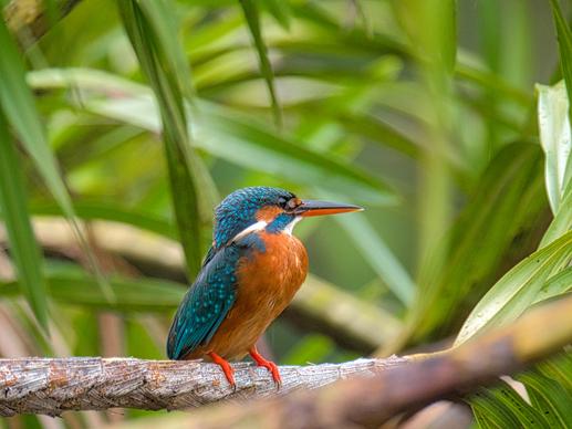 wild nature picture cute perching kingfisher leaves