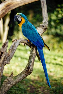 wild nature picture cute perching macaw 