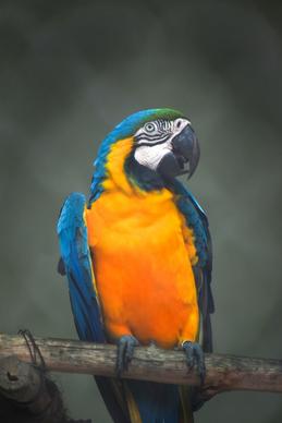 wild nature picture cute perching macaw closeup 