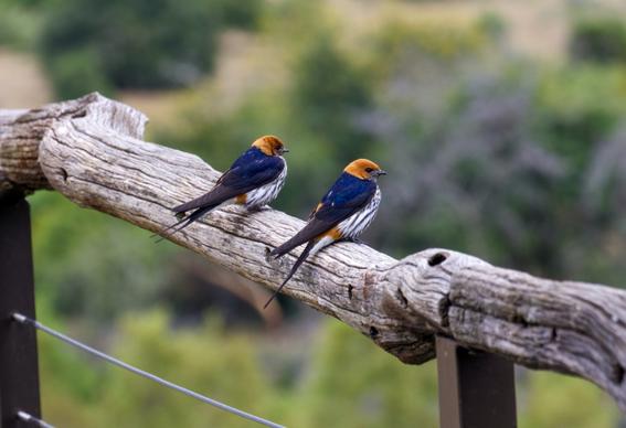 wild nature picture cute perching swallow birds couple scene