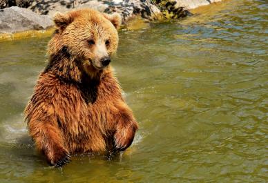 wild nature picture cute playful brown bear 