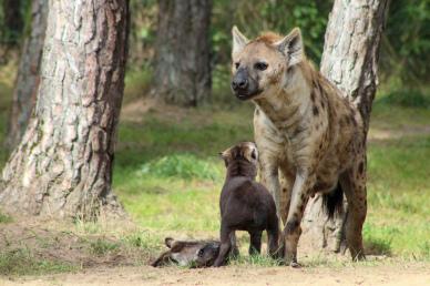 wild nature picture cute playful hyenas species
