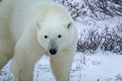 wild nature picture cute polar bear snow scene